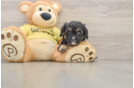 Cavapoo Pup Being Cute