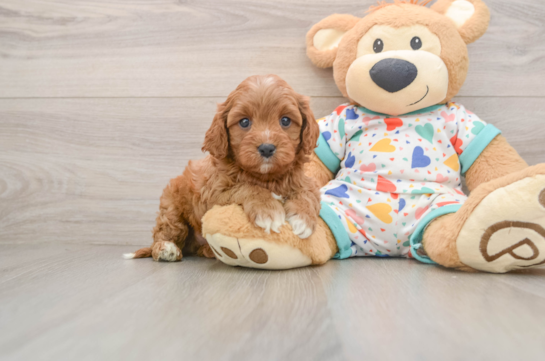 DONNIE, a Cavapoo littermate