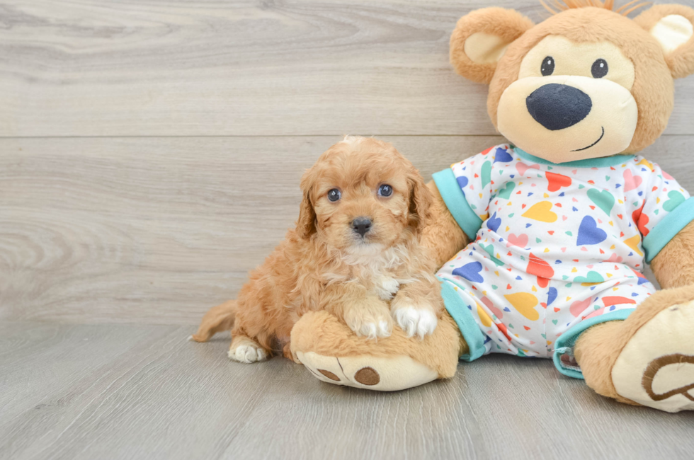 7 week old Cavapoo Puppy For Sale - Fairfield Furbabies