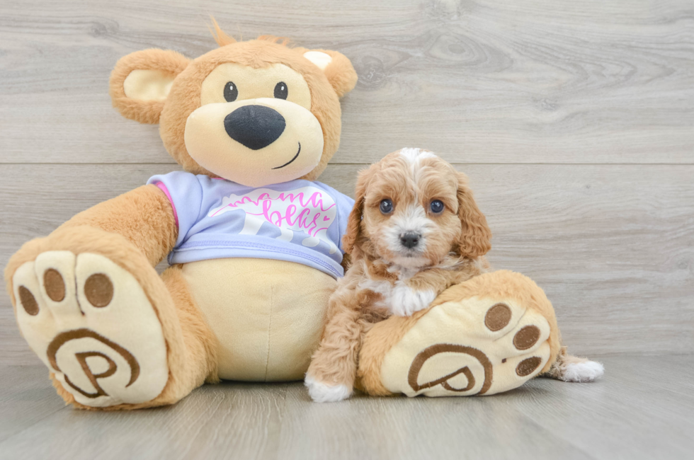 6 week old Cavapoo Puppy For Sale - Fairfield Furbabies