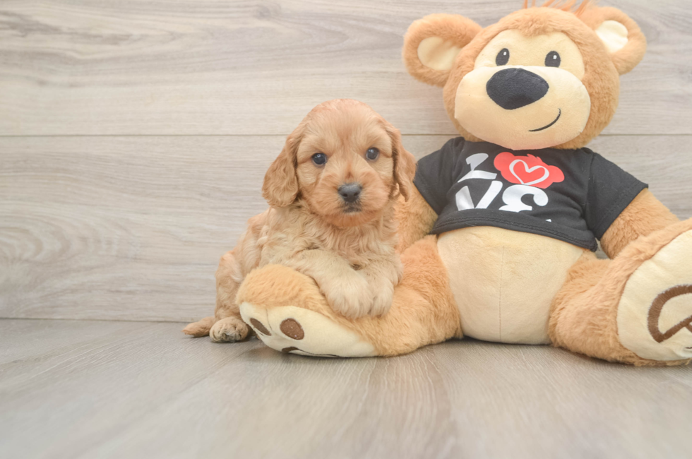 6 week old Cavapoo Puppy For Sale - Fairfield Furbabies