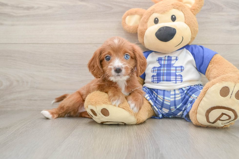 Energetic Cavoodle Poodle Mix Puppy