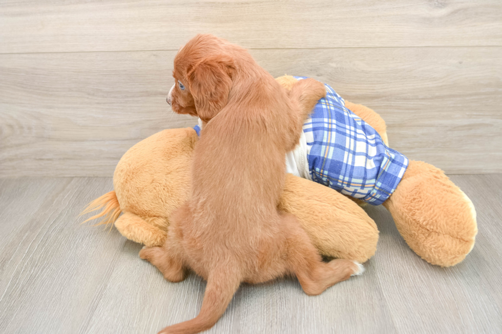 Happy Cavapoo Baby