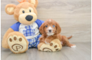 Popular Cavapoo Poodle Mix Pup