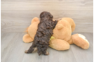 Adorable Cavalier King Charles Spaniel and Poodle Mix Poodle Mix Puppy