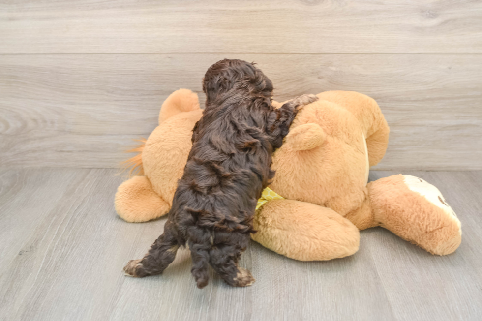 Adorable Cavalier King Charles Spaniel and Poodle Mix Poodle Mix Puppy