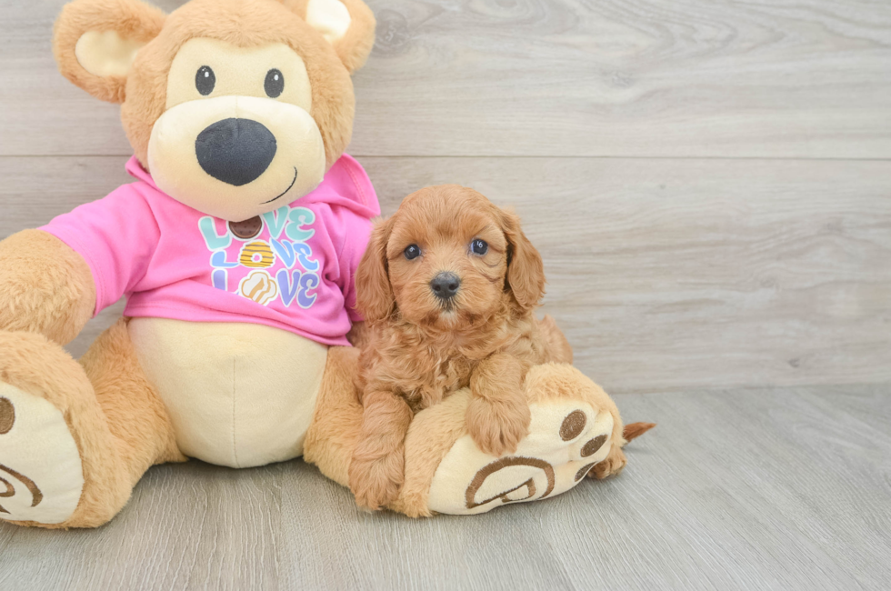 5 week old Cavapoo Puppy For Sale - Fairfield Furbabies