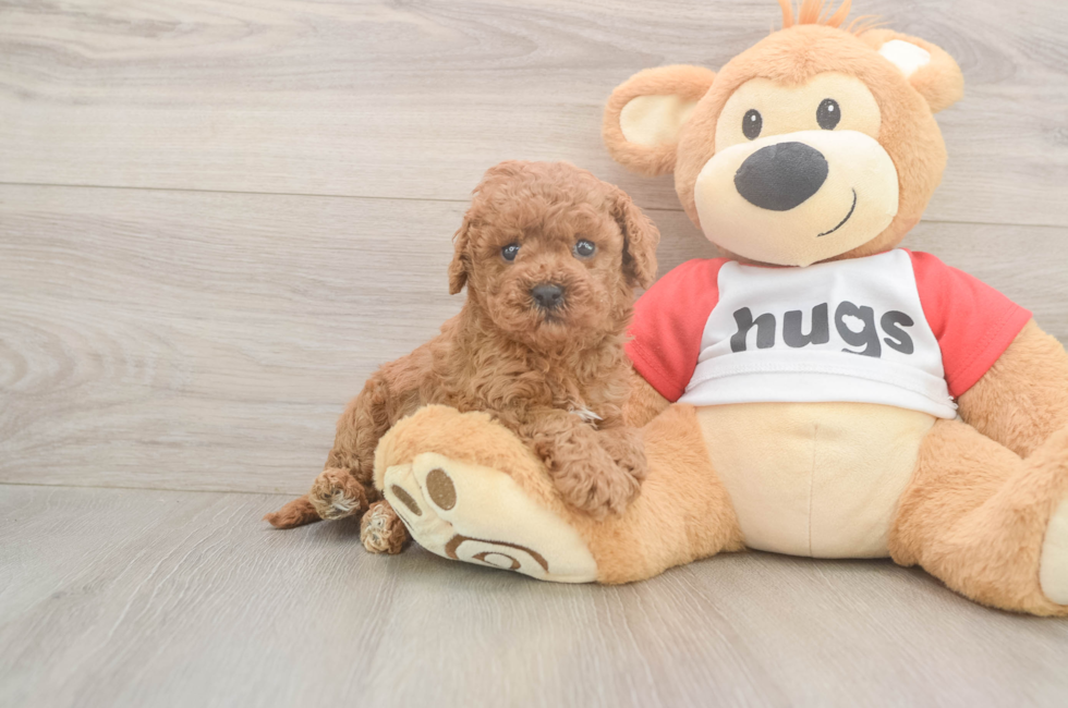 5 week old Cavapoo Puppy For Sale - Fairfield Furbabies