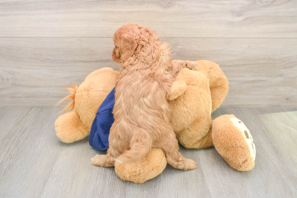 Small Cavapoo Baby