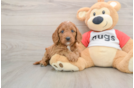 Cavapoo Puppy for Adoption
