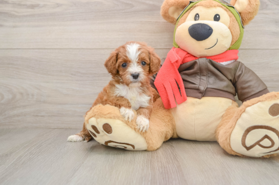 EDITH, a Cavapoo littermate