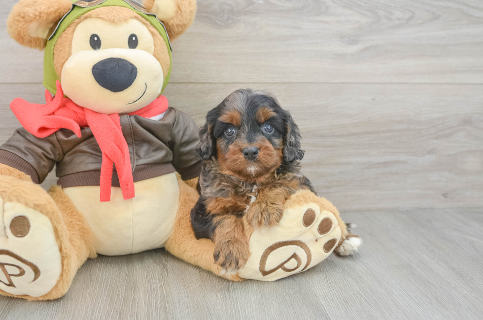 6 week old Cavapoo Puppy For Sale - Fairfield Furbabies