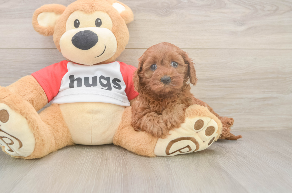 5 week old Cavapoo Puppy For Sale - Fairfield Furbabies