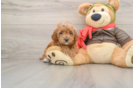 Cavapoo Puppy for Adoption