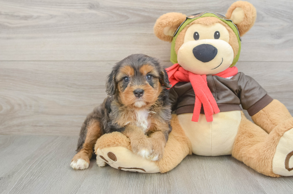 6 week old Cavapoo Puppy For Sale - Fairfield Furbabies