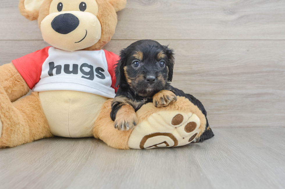 8 week old Cavapoo Puppy For Sale - Fairfield Furbabies