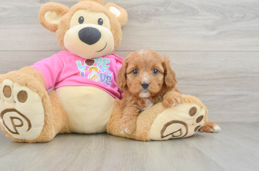 5 week old Cavapoo Puppy For Sale - Fairfield Furbabies