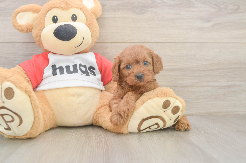 5 week old Cavapoo Puppy For Sale - Fairfield Furbabies