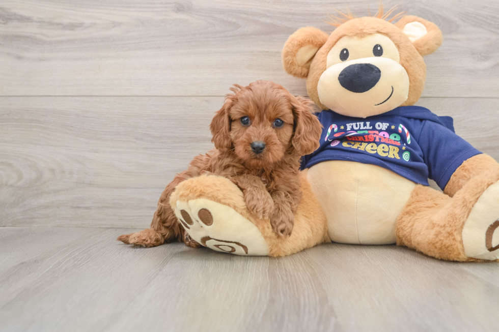 Petite Cavapoo Poodle Mix Pup