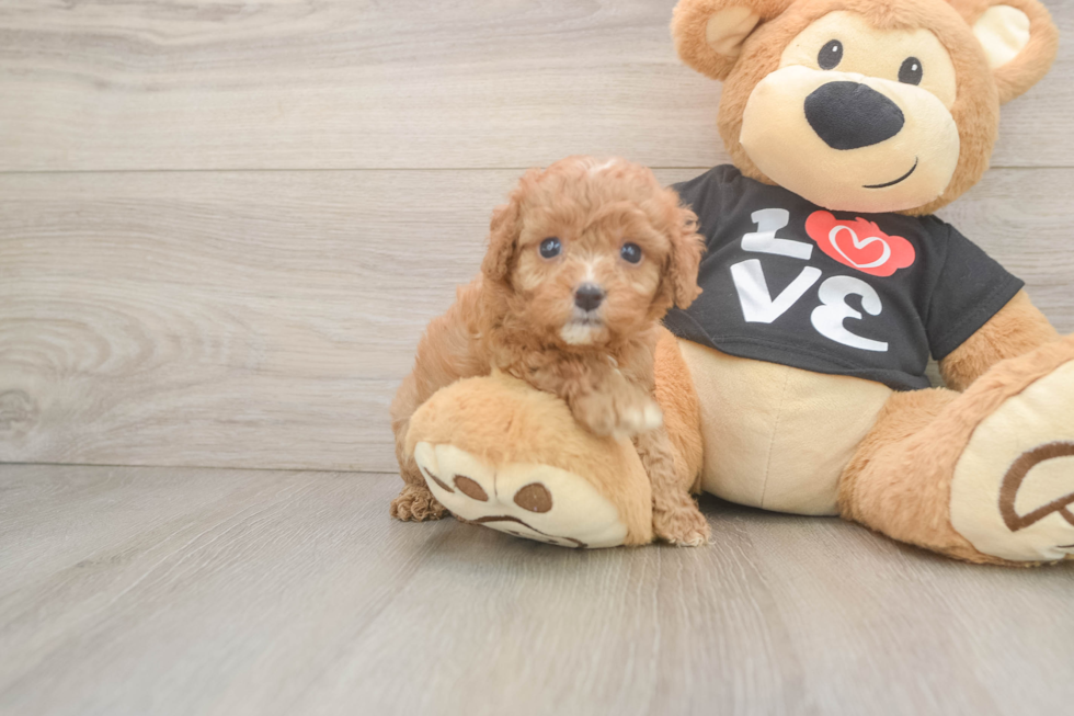 Small Cavapoo Baby