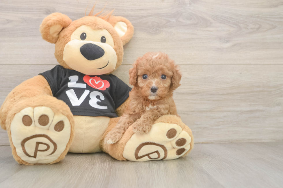 5 week old Cavapoo Puppy For Sale - Fairfield Furbabies