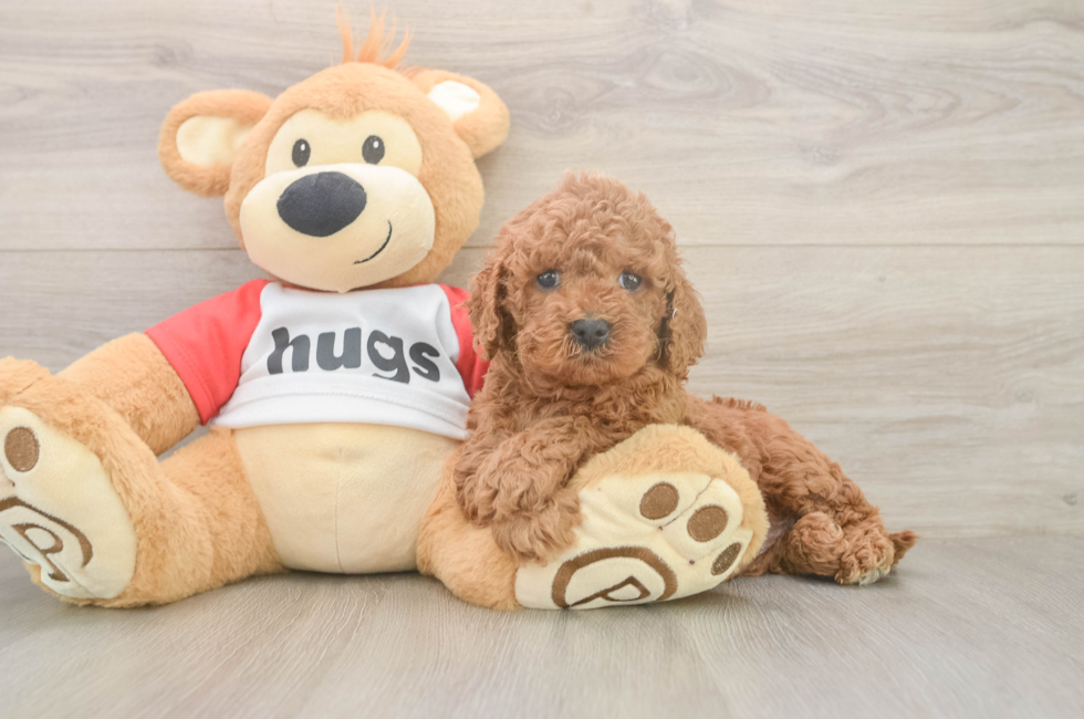 5 week old Cavapoo Puppy For Sale - Fairfield Furbabies