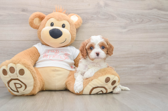 Cavapoo Puppy for Adoption