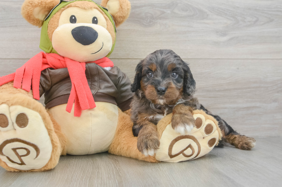 6 week old Cavapoo Puppy For Sale - Fairfield Furbabies