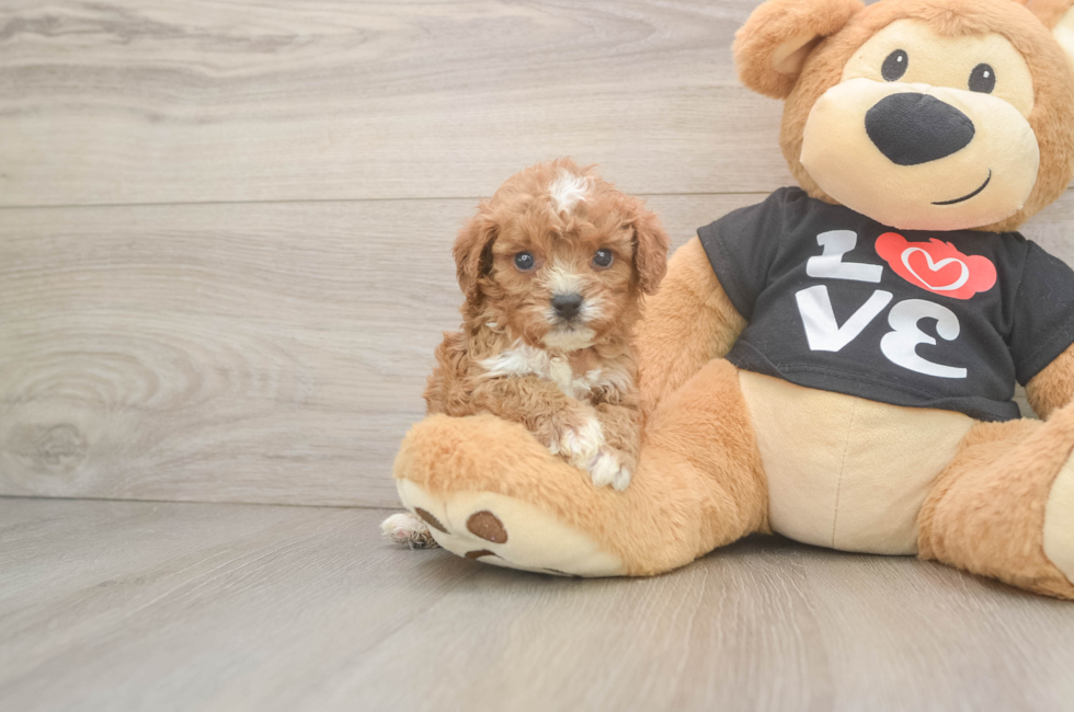 5 week old Cavapoo Puppy For Sale - Fairfield Furbabies
