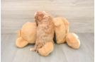 Hypoallergenic Cavadoodle Poodle Mix Puppy