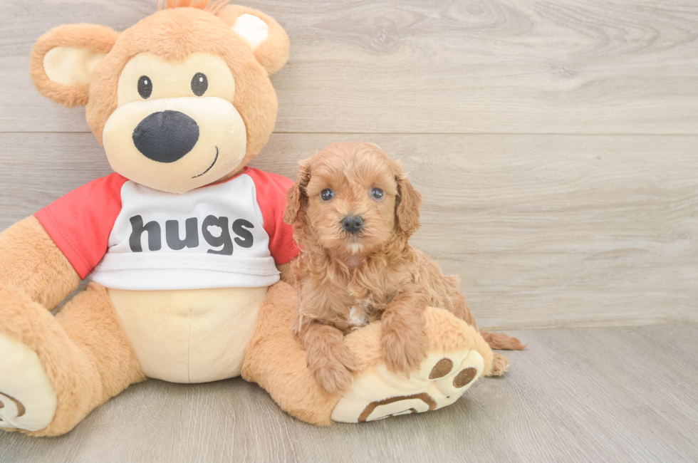 5 week old Cavapoo Puppy For Sale - Fairfield Furbabies