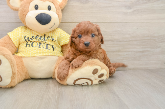 ELMER, a Cavapoo littermate