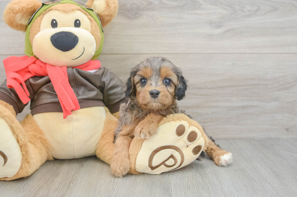 6 week old Cavapoo Puppy For Sale - Fairfield Furbabies