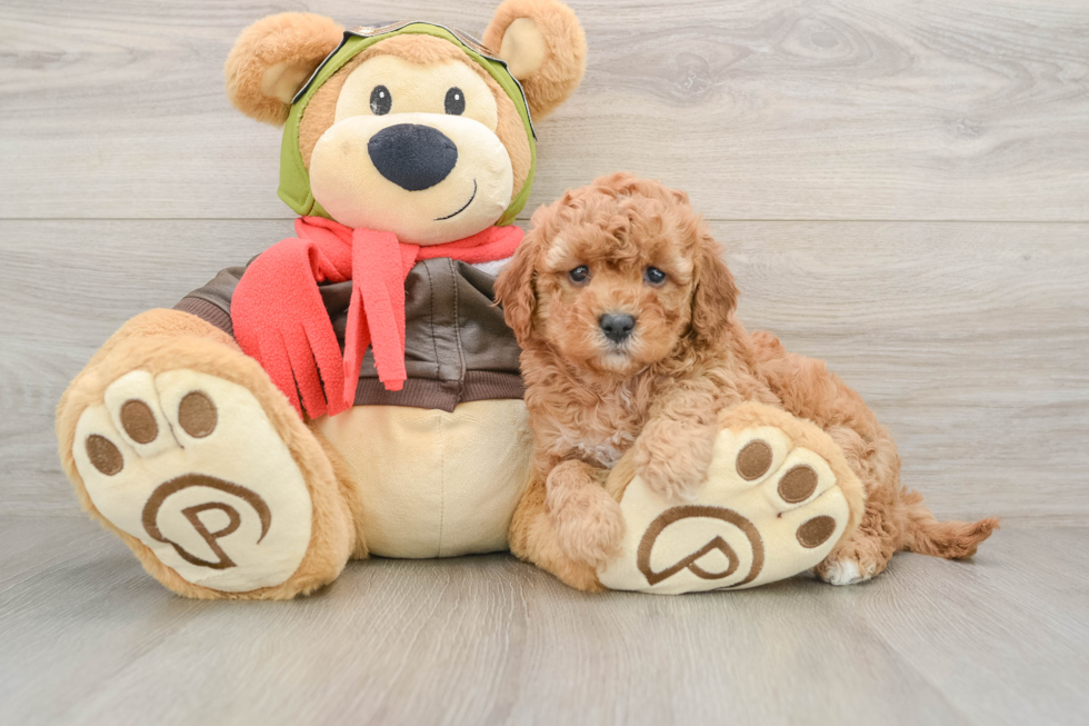 Playful Cavapoodle Poodle Mix Puppy