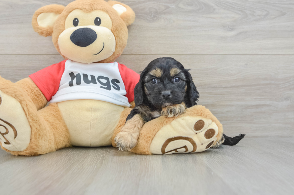 8 week old Cavapoo Puppy For Sale - Fairfield Furbabies