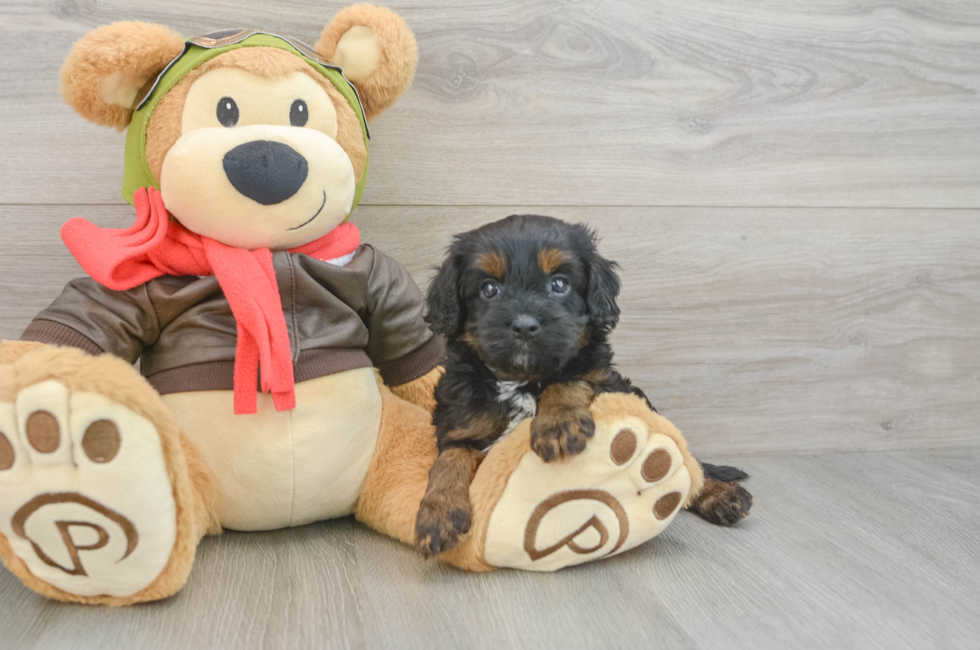 6 week old Cavapoo Puppy For Sale - Fairfield Furbabies