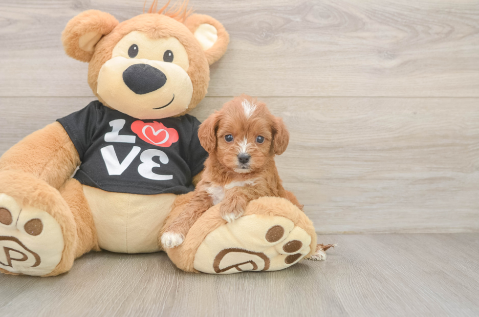 5 week old Cavapoo Puppy For Sale - Fairfield Furbabies