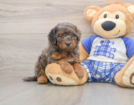 8 week old Cavapoo Puppy For Sale - Fairfield Furbabies
