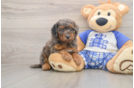 Best Cavapoo Baby