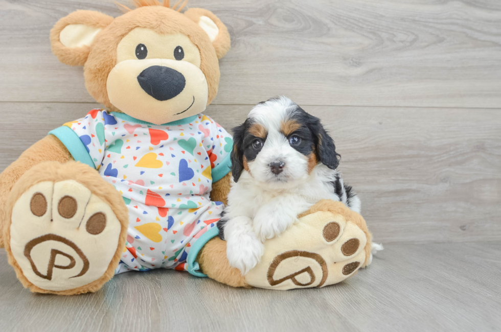 6 week old Cavapoo Puppy For Sale - Fairfield Furbabies