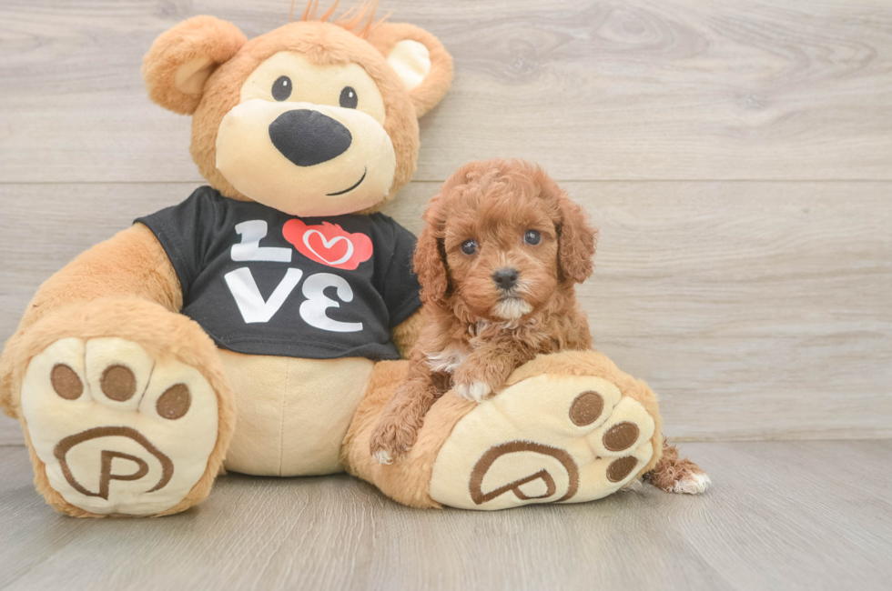 5 week old Cavapoo Puppy For Sale - Fairfield Furbabies