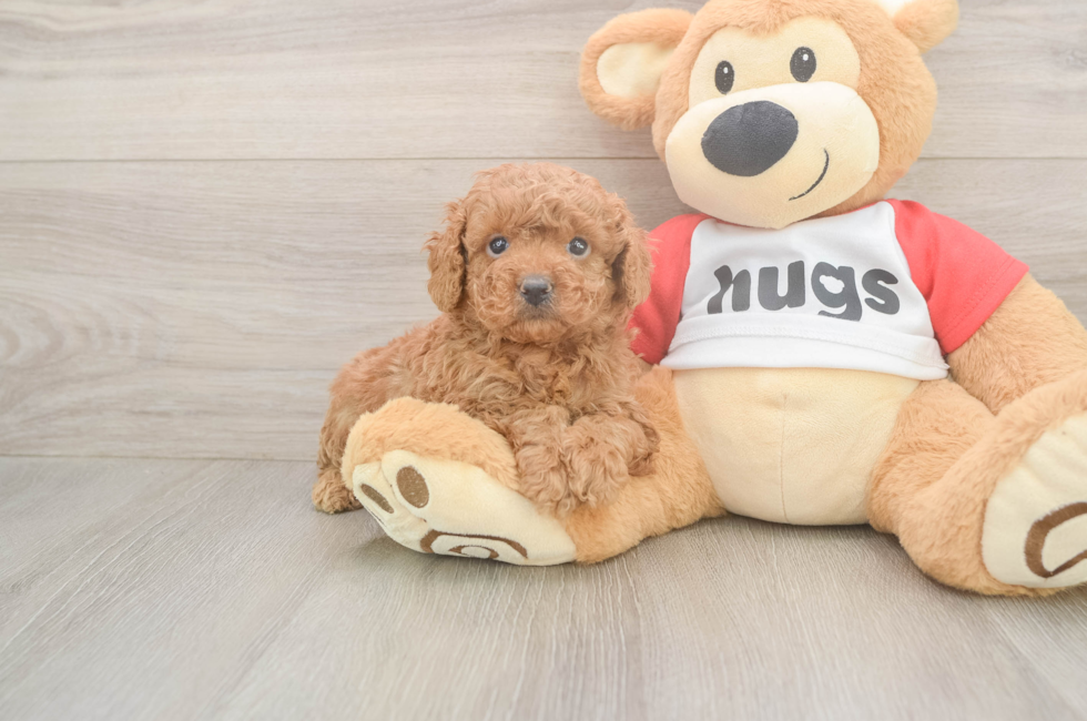 5 week old Cavapoo Puppy For Sale - Fairfield Furbabies