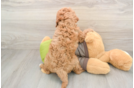 Playful Cavapoodle Poodle Mix Puppy
