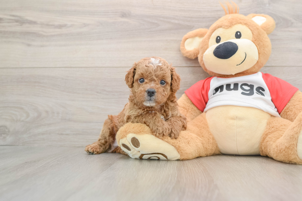 Playful Cavapoodle Poodle Mix Puppy