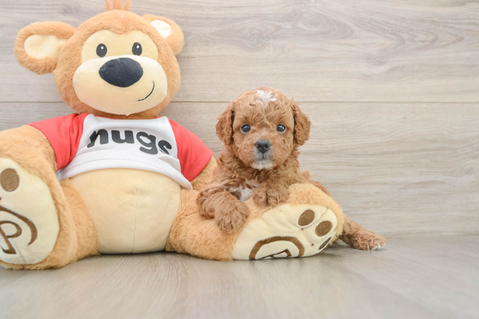 Smart Cavapoo Poodle Mix Pup