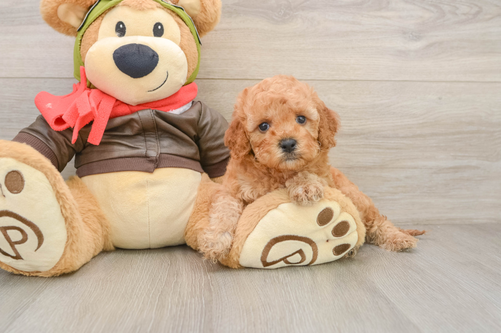 Best Cavapoo Baby