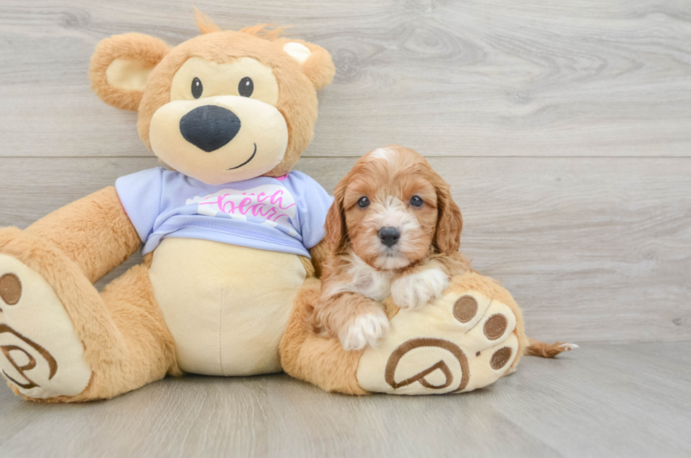 7 week old Cavapoo Puppy For Sale - Fairfield Furbabies