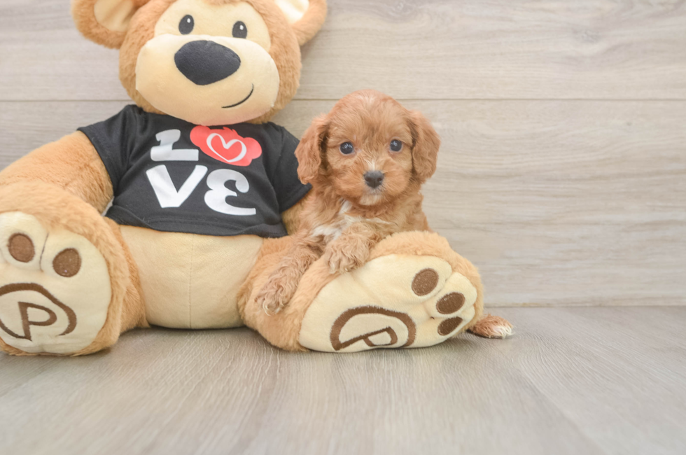 5 week old Cavapoo Puppy For Sale - Fairfield Furbabies