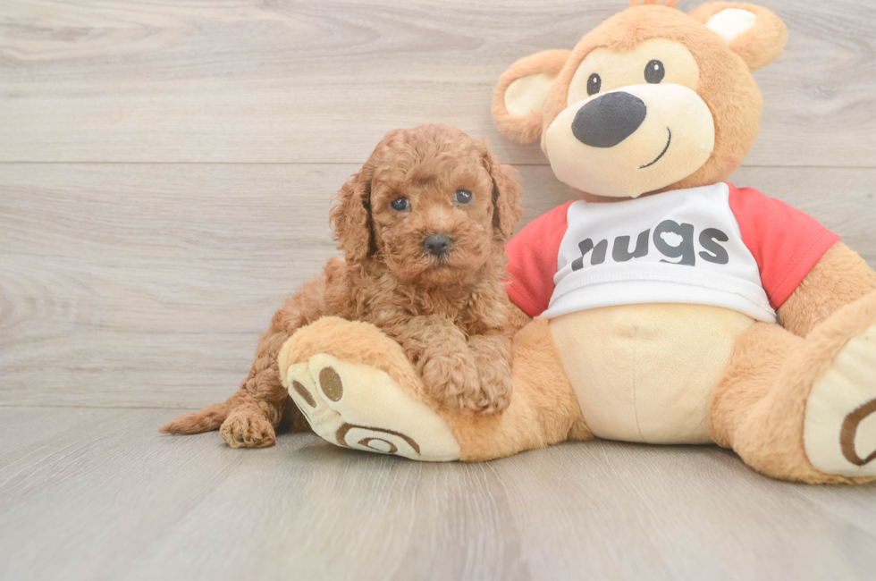 5 week old Cavapoo Puppy For Sale - Fairfield Furbabies