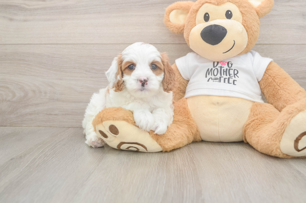8 week old Cavapoo Puppy For Sale - Fairfield Furbabies